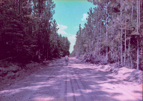 new road being cleared to range land