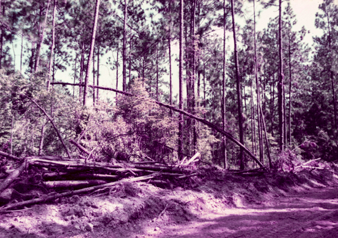 debris from trees during road build