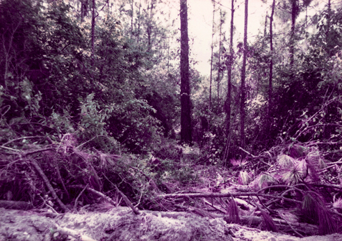tree debris while building the road
