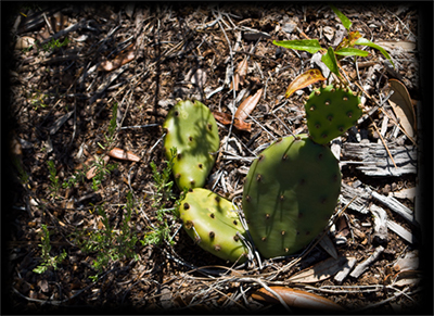 cactus growing on the beach